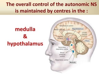 The overall control of the autonomic NS
is maintained by centres in the :
medulla
&
hypothalamus
 