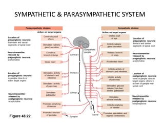 SYMPATHETIC & PARASYMPATHETIC SYSTEM
 