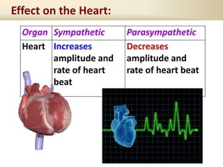 Effect on the Heart:
Organ Sympathetic Parasympathetic
Heart Increases
amplitude and
rate of heart
beat
Decreases
amplitude and
rate of heart beat
 