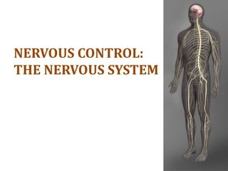 NERVOUS CONTROL:
THE NERVOUS SYSTEM
 