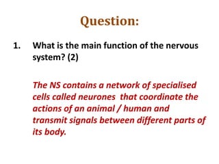 Question:
1. What is the main function of the nervous
system? (2)
The NS contains a network of specialised
cells called neurones that coordinate the
actions of an animal / human and
transmit signals between different parts of
its body.
 