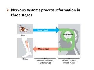  Nervous systems process information in
three stages
Sensor
Effector
Motor output
Integration
Sensory input
Peripheral nervous
system (PNS)
Central nervous
system (CNS)
 
