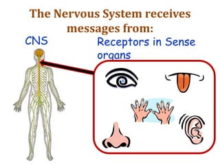 The Nervous System receives
messages from:
Receptors in Sense
organs
CNS
 