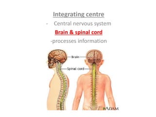 Integrating centre
- Central nervous system
Brain & spinal cord
-processes information
 