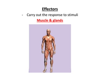 Effectors
- Carry out the response to stimuli
Muscle & glands
 