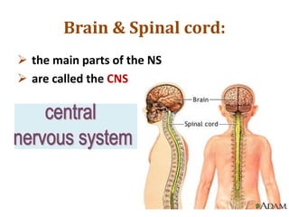 Brain & Spinal cord:
 the main parts of the NS
 are called the CNS
 