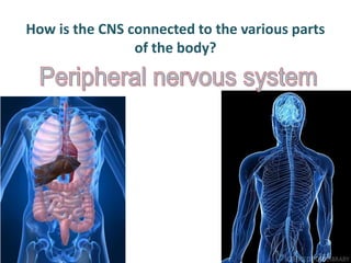 How is the CNS connected to the various parts
of the body?
 