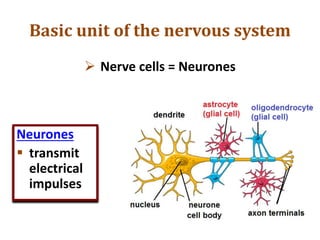 Basic unit of the nervous system
 Nerve cells = Neurones
Neurones
 transmit
electrical
impulses
 