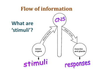 Flow of information
What are
‘stimuli’?
 