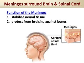 Meninges surround Brain & Spinal Cord
Function of the Meninges:
1. stabilise neural tissue
2. protect from bruising against bones
 