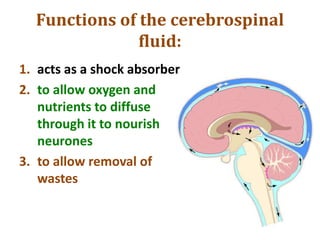Functions of the cerebrospinal
fluid:
1. acts as a shock absorber
2. to allow oxygen and
nutrients to diffuse
through it to nourish
neurones
3. to allow removal of
wastes
 