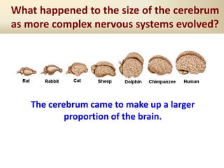 What happened to the size of the cerebrum
as more complex nervous systems evolved?
The cerebrum came to make up a larger
proportion of the brain.
 