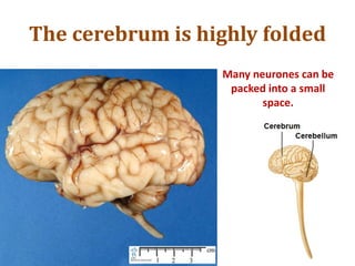 The cerebrum is highly folded
Many neurones can be
packed into a small
space.
 