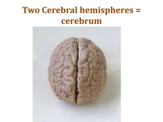 Two Cerebral hemispheres =
cerebrum
 