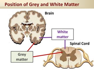 Position of Grey and White Matter
Grey
matter
Brain
Spinal Cord
White
matter
 