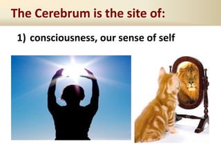 The Cerebrum is the site of:
1) consciousness, our sense of self
 