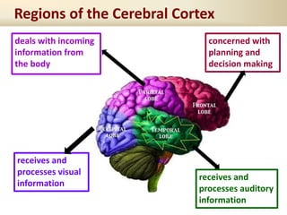 Regions of the Cerebral Cortex
receives and
processes visual
information
concerned with
planning and
decision making
receives and
processes auditory
information
deals with incoming
information from
the body
 