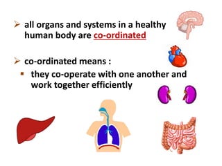  all organs and systems in a healthy
human body are co-ordinated
 co-ordinated means :
 they co-operate with one another and
work together efficiently
 