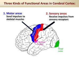 Three Kinds of Functional Areas in Cerebral Cortex:
2. Sensory areas
Receive impulses from
sensory receptors
1. Motor areas
Send impulses to
skeletal muscles
 