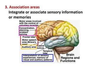 3. Association areas
Integrate or associate sensory information
or memories
 