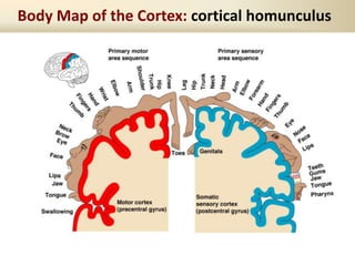 Body Map of the Cortex: cortical homunculus
 