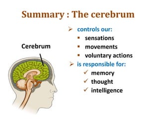 Summary : The cerebrum
 controls our:
 sensations
 movements
 voluntary actions
 is responsible for:
 memory
 thought
 intelligence
Cerebrum
 