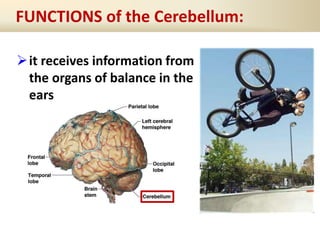 FUNCTIONS of the Cerebellum:
it receives information from
the organs of balance in the
ears
 