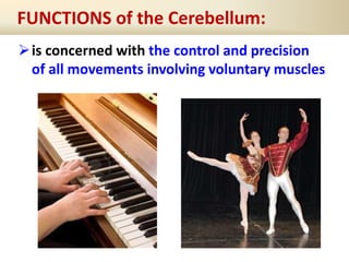 FUNCTIONS of the Cerebellum:
is concerned with the control and precision
of all movements involving voluntary muscles
 