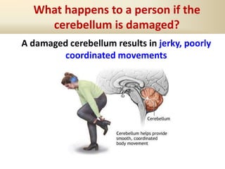What happens to a person if the
cerebellum is damaged?
A damaged cerebellum results in jerky, poorly
coordinated movements
 