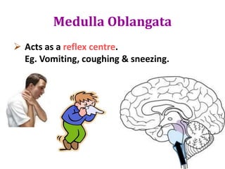 Medulla Oblangata
 Acts as a reflex centre.
Eg. Vomiting, coughing & sneezing.
 