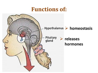 Functions of:
 releases
hormones
 homeostasis
 