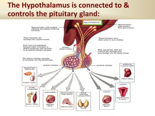 The Hypothalamus is connected to &
controls the pituitary gland:
 