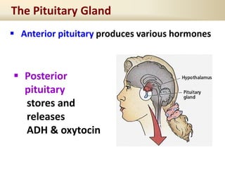  Anterior pituitary produces various hormones
The Pituitary Gland
 Posterior
pituitary
stores and
releases
ADH & oxytocin
 