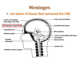 Meninges
 are layers of tissue that surround the CNS
 