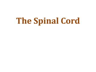 The Spinal Cord
 
