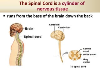 The Spinal Cord is a cylinder of
nervous tissue
 runs from the base of the brain down the back
 