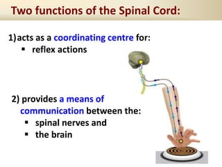 Two functions of the Spinal Cord:
1)acts as a coordinating centre for:
 reflex actions
2) provides a means of
communication between the:
 spinal nerves and
 the brain
 