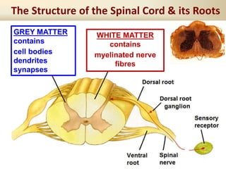 The Structure of the Spinal Cord & its Roots
GREY MATTER
contains
cell bodies
dendrites
synapses
WHITE MATTER
contains
myelinated nerve
fibres
 