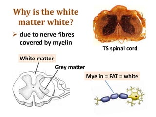Myelin = FAT = white
Grey matter
White matter
TS spinal cord
Why is the white
matter white?
 due to nerve fibres
covered by myelin
 