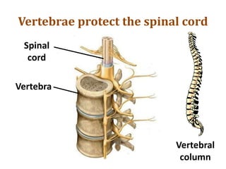 Vertebrae protect the spinal cord
Spinal
cord
Vertebra
Vertebral
column
 