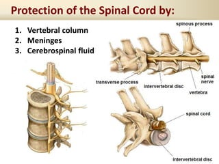 Protection of the Spinal Cord by:
1. Vertebral column
2. Meninges
3. Cerebrospinal fluid
 