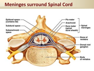 Meninges surround Spinal Cord
 