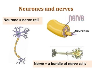 Neurones and nerves
Neurone = nerve cell
Nerve = a bundle of nerve cells
neurones
 