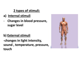 2 types of stimuli:
a) Internal stimuli
- Changes in blood pressure,
sugar level
b) External stimuli
-changes in light intensity,
sound , temperature, pressure,
touch
 
