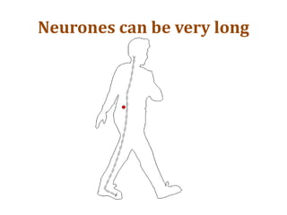 Neurones can be very long
 