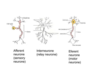 Afferent
neurone
(sensory
neurone)
Interneurone
(relay neurone)
Eferent
neurone
(motor
neurone)
 