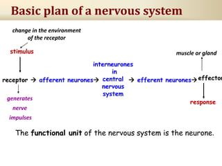 Basic plan of a nervous system
receptor  afferent neurones  efferent neurones
interneurones
in
central
nervous
system
stimulus
change in the environment
of the receptor
generates
nerve
impulses
The functional unit of the nervous system is the neurone.
muscle or gland
response
effector
 