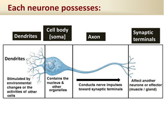 Each neurone possesses:
Dendrites
Dendrites
Cell body
[soma] Axon
Synaptic
terminals
 