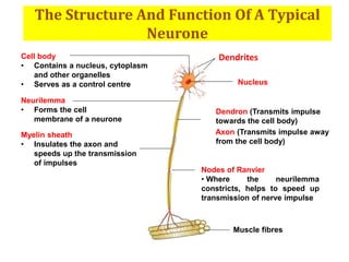 The Structure And Function Of A Typical
Neurone
Dendrites
Neurilemma
• Forms the cell
membrane of a neurone
Muscle fibres
Myelin sheath
• Insulates the axon and
speeds up the transmission
of impulses
Axon (Transmits impulse away
from the cell body)
Dendron (Transmits impulse
towards the cell body)
Nucleus
Cell body
• Contains a nucleus, cytoplasm
and other organelles
Nodes of Ranvier
• Where the neurilemma
constricts, helps to speed up
transmission of nerve impulse
• Serves as a control centre
 