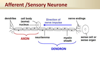 Afferent /Sensory Neurone
AXON
DENDRON
 
